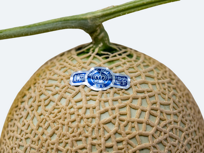 Japanese Crown Melon