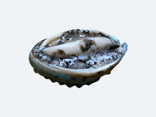 Frozen Abalone
