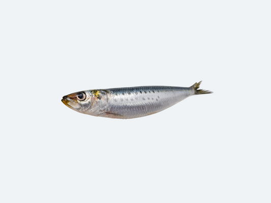 Iwashi (Sardines, Fresh)