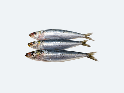Iwashi (Sardines, Fresh)