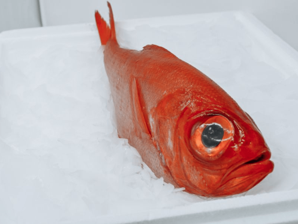 Kinmedai (Alfonsino)