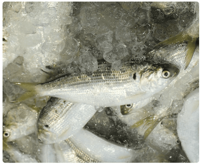 Kohada (Shad, Fresh)