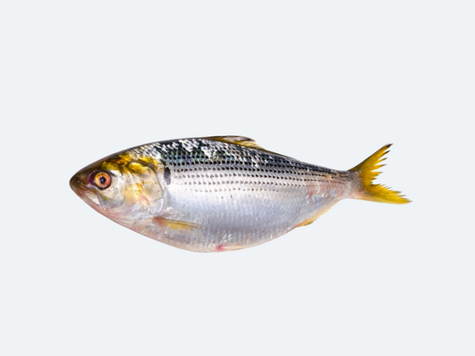 Kohada (Shad, Fresh)