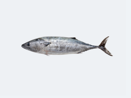 Katsuo (Bonito)
