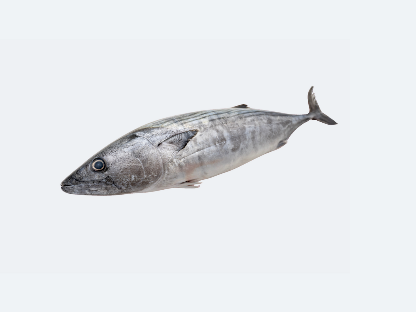 Katsuo (Bonito)